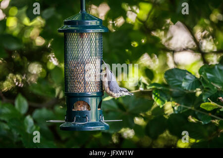 Kleine, junge, unreife junge eurasische Kleiber, Sitta Europaea, auf ein Futterhäuschen für Vögel im Sommer in einem Garten in Surrey, Südostengland, UK Stockfoto