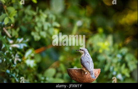 Kleine juvenile eurasische Kleiber (Sitta Europaea) hocken auf eine Kokosnuss Schale Schale in Suumer in einem englischen Garten, Surrey, Südostengland, UK Stockfoto