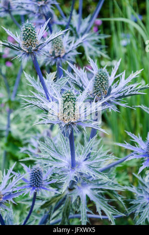 Meer-Holly Stockfoto
