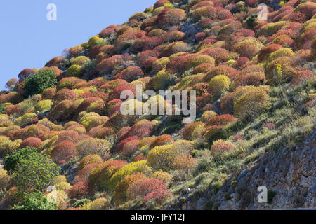 Scheuern auf der Insel Kefalonia Stockfoto