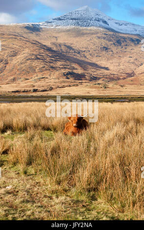 Highland Kuh unter dem Gipfel des Ben More auf der Isle of Mull Stockfoto