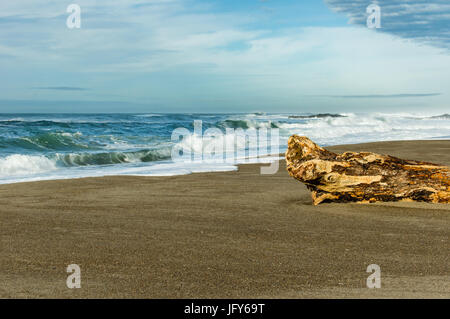 Sandstrand mit Treibholz melden Sie sich am Pazifischen Ozean Stockfoto