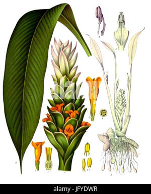 Curcuma Longa - Köhler-s Medizinal-Pflanzen-199 Stockfoto