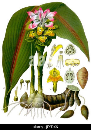 Curcuma Zedoaria - Köhler-s Medizinal-Pflanzen-048 Stockfoto