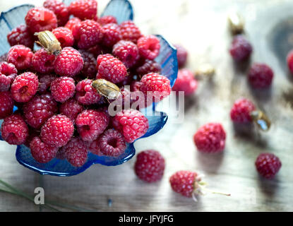 Rote reife Himbeeren. Mehreren Maikäfer auf Beeren. Stockfoto