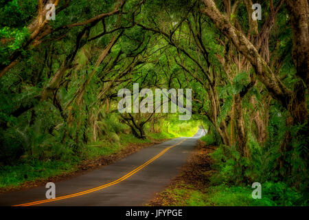 Bewaldeten Straße entlang der Küste der Puna. Hawaii Stockfoto