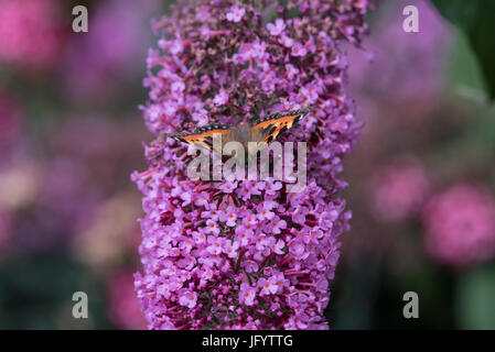 Kleiner Schildpatt Schmetterling auf Blüte von Buddleja Bush Fütterung Stockfoto