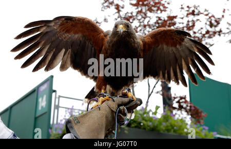 IMOGEN DAVIS, Rufus, den WIMBLEDON HAWK TAUBEN SCARER, die Wimbledon Championships 2017, die Wimbledon Championships 2017, 2017 Stockfoto