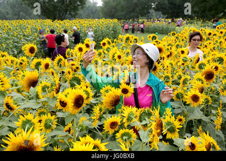 Peking, China. 3. Juli 2017. Touristen besuchen die Olympic Forest Park in Peking, Hauptstadt von China, 3. Juli 2017. Die Sonnenblumen hier eingegeben Blütezeit, eine gute zieht viele Touristen. Bildnachweis: Wang Xibao/Xinhua/Alamy Live-Nachrichten Stockfoto
