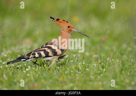 Eurasische Wiedehopf (Upupa Epops) Fütterung auf Grünland in Nordgriechenland im Frühjahr Stockfoto