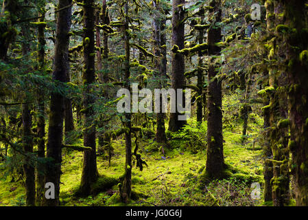 Tageslicht strömt durch die Bäume tief in eine Alaskan Regen Wald wo der Boden ist mit Moos bedeckt. Stockfoto