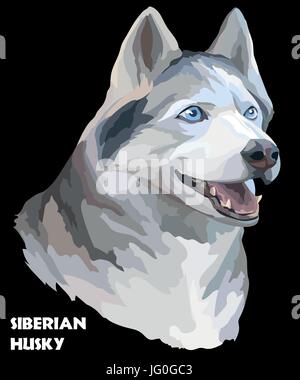 Vektor farbigen Porträt von Siberian Husky Handzeichnung Illustration auf schwarzem Hintergrund Stock Vektor