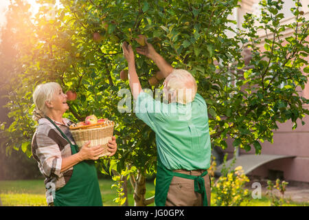 Frau und Mann, die Äpfel zu pflücken. Stockfoto