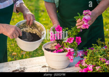 Senior Hände arbeiten mit Blumen. Stockfoto