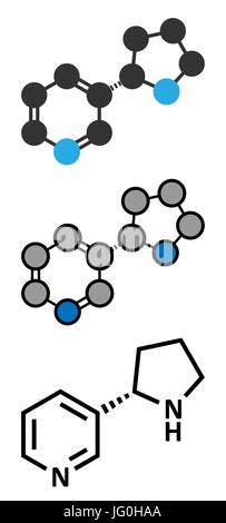 Nornicotine-Alkaloid-Molekül. Im Zusammenhang mit Nikotin und auch bei Nicotiana Pflanzen. Konventionelle Skelettformel und stilisierte Darstellungen. Stock Vektor