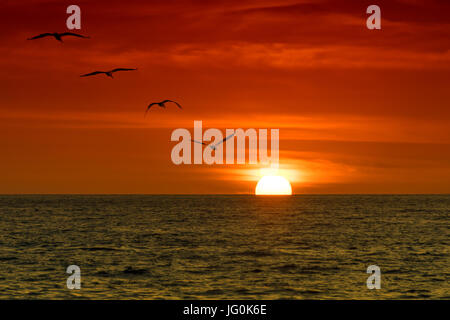 Vier Pelikane fliegen über das Meer im Sonnenuntergang. Stockfoto