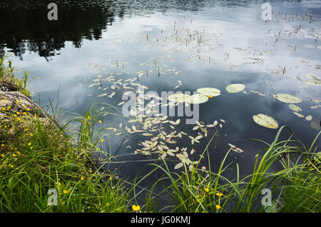 Noch See Küste mit Grass im Wasser. Ladoga, Russland Stockfoto