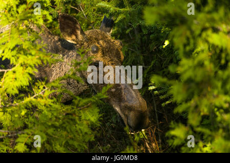 Bull Moose Beweidung (Alces alces) in Bäumen, Algonquin Provincial Park, Ontario, Kanada Stockfoto