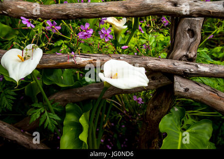 Das Dorf von Ribeiro Frio auf der Insel Madeira Portugal Stockfoto