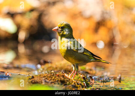 Grünfink im goldenen Strahlen, Vogel auf Bewässerung, Tierwelt Stockfoto