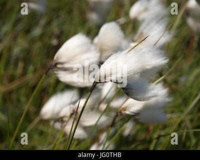 Baumwolle (Wollgras Angustifolium) in der Brise Moor Stockfoto