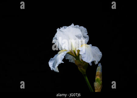 Herrliche weiße Bartiris in voller Blüte. Stockfoto