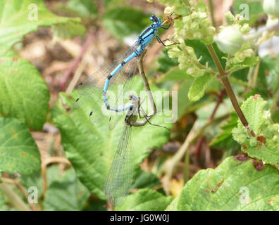 Paarung gemeinsame Blau damselflies (Enallagma cyathigerum). Dungeness, Kent, Großbritannien. Stockfoto