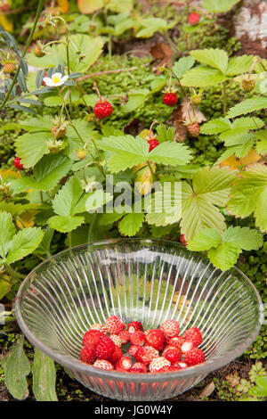 Wilde Erdbeeren in einer Schüssel Vintage Glas, die Pflanzen natürlich auf alten Schritte in einem englischen Landhaus Garten wachsen Stockfoto