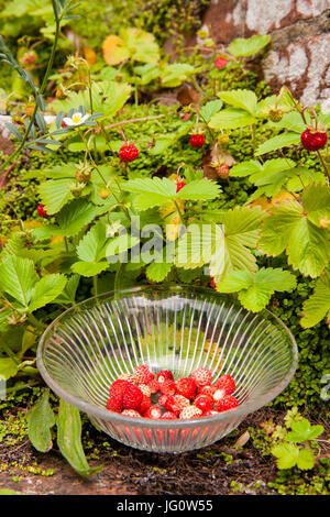 Wilde Erdbeeren in einer Schüssel Vintage Glas, die Pflanzen natürlich auf alten Schritte in einem englischen Landhaus Garten wachsen Stockfoto