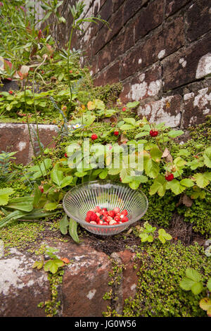 Wilde Erdbeeren in einer Schüssel Vintage Glas, die Pflanzen natürlich auf alten Schritte in einem englischen Landhaus Garten wachsen Stockfoto