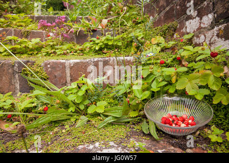 Wilde Erdbeeren in einer Schüssel Vintage Glas, die Pflanzen natürlich auf alten Schritte in einem englischen Landhaus Garten wachsen Stockfoto