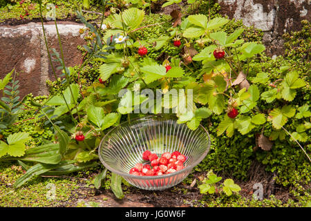 Wilde Erdbeeren in einer Schüssel Vintage Glas, die Pflanzen natürlich auf alten Schritte in einem englischen Landhaus Garten wachsen Stockfoto