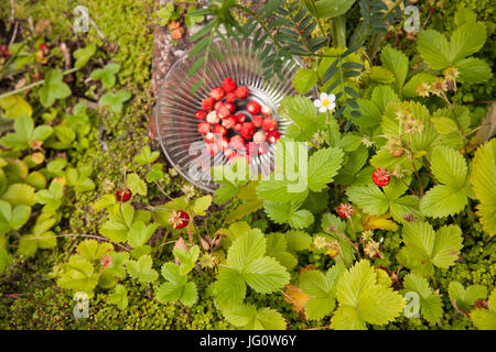 Wilde Erdbeeren in einer Schüssel Vintage Glas, die Pflanzen natürlich auf alten Schritte in einem englischen Landhaus Garten wachsen Stockfoto