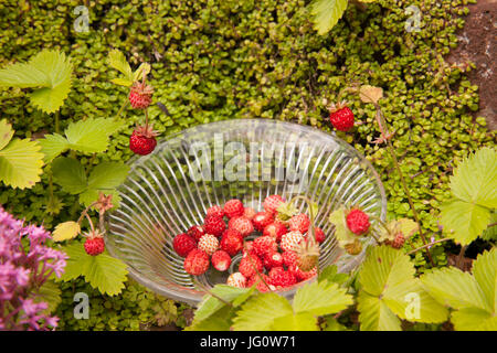 Wilde Erdbeeren in einer Schüssel Vintage Glas, die Pflanzen natürlich auf alten Schritte in einem englischen Landhaus Garten wachsen Stockfoto