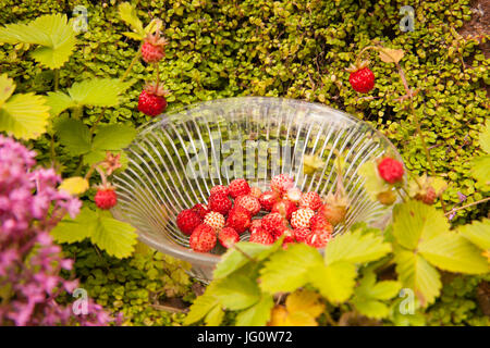 Wilde Erdbeeren in einer Schüssel Vintage Glas, die Pflanzen natürlich auf alten Schritte in einem englischen Landhaus Garten wachsen Stockfoto