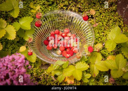 Wilde Erdbeeren in einer Schüssel Vintage Glas, die Pflanzen natürlich auf alten Schritte in einem englischen Landhaus Garten wachsen Stockfoto