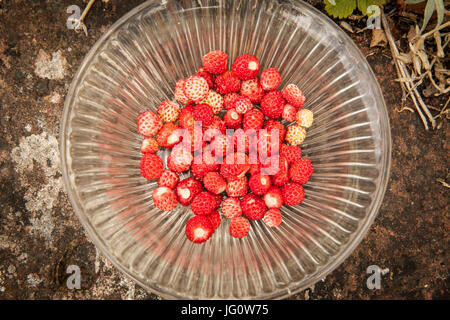 Wilde Erdbeeren in einer Schüssel Vintage Glas, die Pflanzen natürlich auf alten Schritte in einem englischen Landhaus Garten wachsen Stockfoto