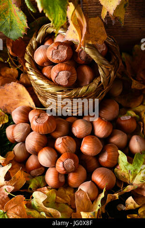 Haselnüsse auf Blätter im Herbst Stockfoto