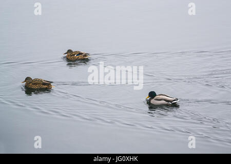 Gruppe Enten auf dem Eis in den Fluss im Winter. Dnepropetrovsk, Ukraine. Stockfoto