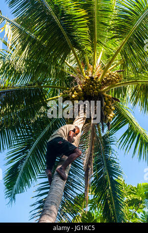 Berühmte Gecko Mann Klettern auf eine Kokosnuss Baum, Korovou Öko-Tour Resort Naviti, Yasawas, Fidschi, Südpazifik Stockfoto