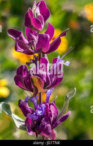 Riesige Lila Salbei Pachyphylla „Blaue Flamme“ Blume Salbei in der Bergwüste in Blüte Stockfoto