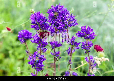 Geclusterte Bellflower Campanula glomerata Blaue Blumen Sommergarten Juni Wiese Glocken Stiele Bellflowers blühende Stiele Blume Perennial Plant Stockfoto