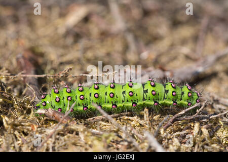 In der Nähe der bunten Kaiser Motte (Saturnia pavonia) Larve oder Caterpillar, im Moor, Großbritannien Stockfoto