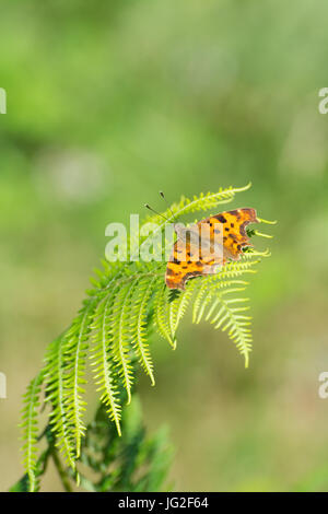 Komma Schmetterling (Polygonia c-Album) sonnen sich auf Bracken in Hampshire, UK Stockfoto