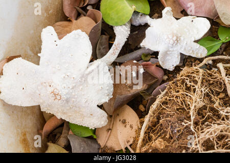 Weiße Halterung Pilze im Blumentopf Stockfoto