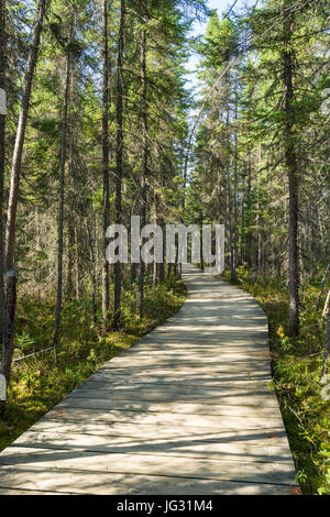 Fichte Bog Boardwalk, Algonquin Provincial Park, Ontario, Kanada Stockfoto