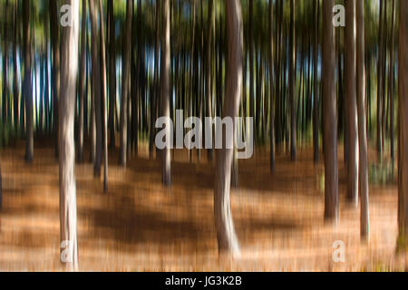 Abstrakte Bewegung verwischt Bäume in einem Wald Stockfoto