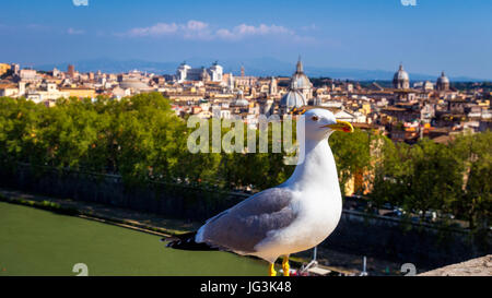 Möve auf den Ausblick über dem historischen Zentrum von Rom. Möwe steht über den Dächern von Roma. Möwe beobachten Rom im Sommer. Vogel auf den Dächern in der h Stockfoto