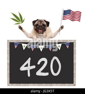 Glücklich lächelnd Mops Welpen Hund wehenden amerikanischen Nationalflagge der USA, mit 420 auf Tafel, isoliert auf weißem Hintergrund Stockfoto