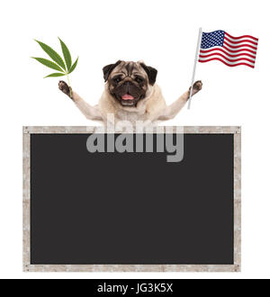 Glücklich lächelnd Mops Welpen Hund wehenden amerikanischen Nationalflagge der USA, mit leeren Tafel, isoliert auf weißem Hintergrund Stockfoto